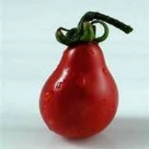 Red Fig Tomato TM407-20