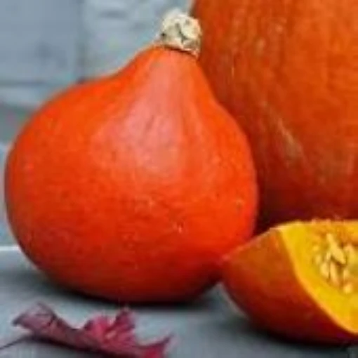 Red Kuri Squash SQ79-20