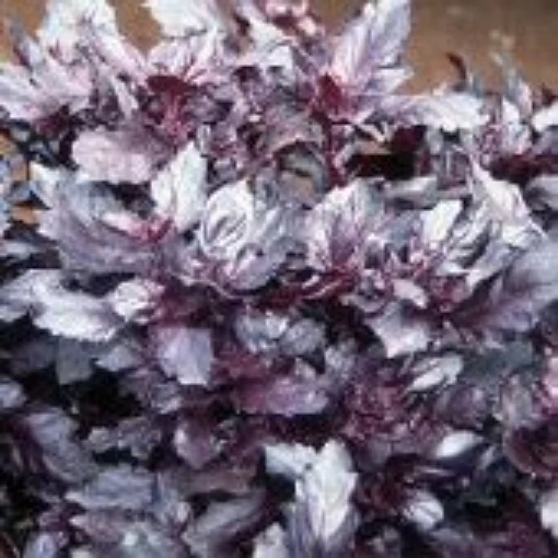 Red Osmin Basil HB101-100