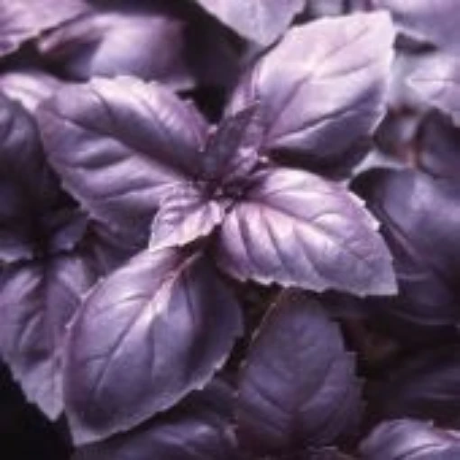 Red Rubin Basil HB13-100