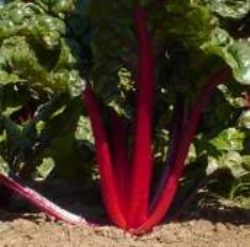 Red Ruby Swiss Chard SW10-50