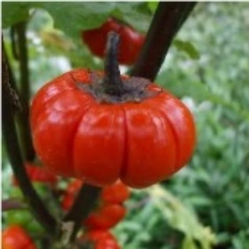 Red Ruffled Eggplants EG41-20