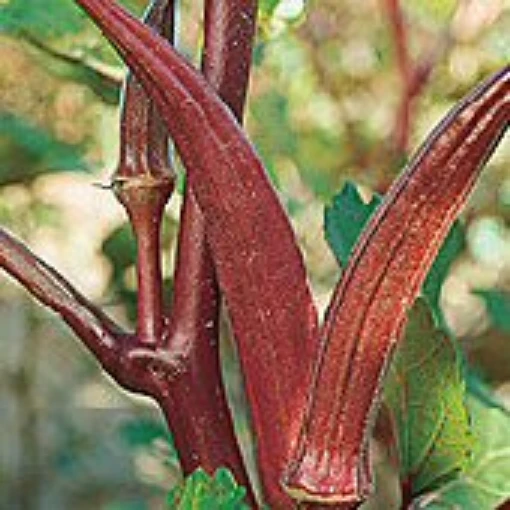 Red Velvet Okra OK27-20
