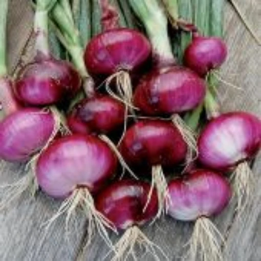 Red Weathersfield Onions ON26-100