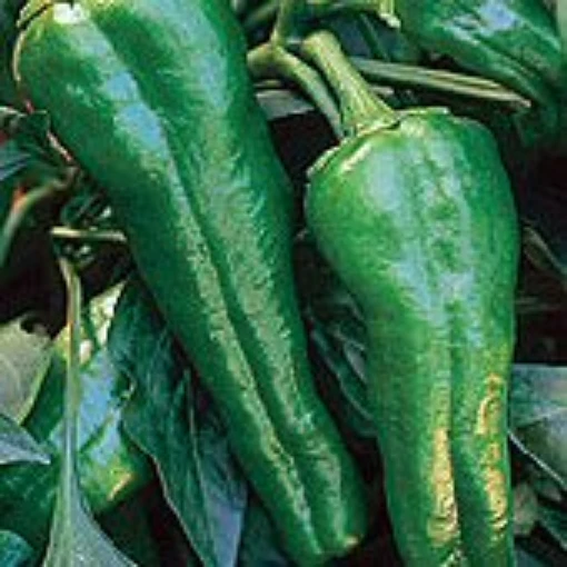Relleno Hot Peppers HP1195-10
