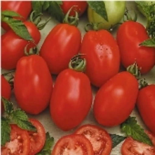 Rio Grande Tomato TM426-20