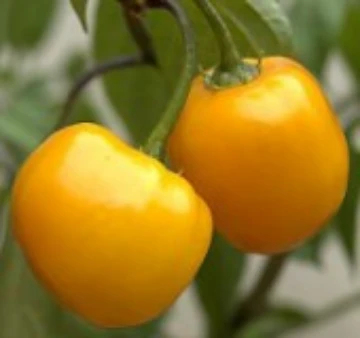 Rocoto Yellow Pepper Seeds