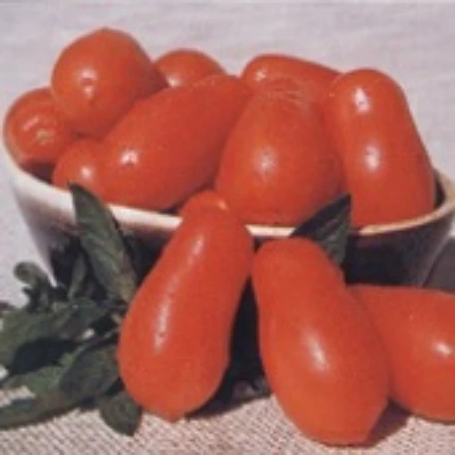 Roma VFN Tomato TM174-20
