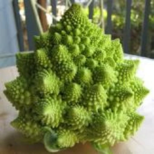 Romanesco Italia Broccoli BR16-50