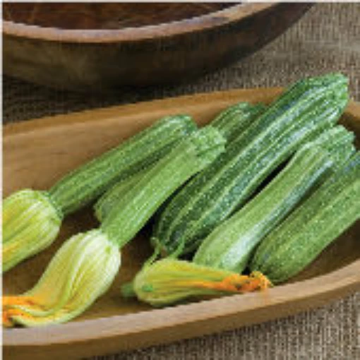 Romanesco Squash SQ74-20