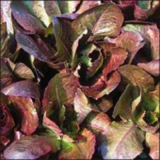 Rouge d' Hiver Lettuce LC12-100