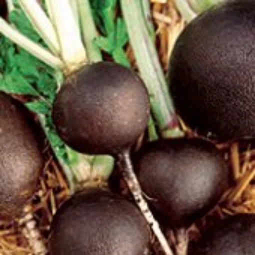 Round Black Spanish Radishes RD18-50