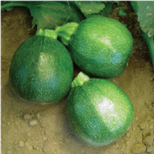 Round Zucchini Squash SQ49-20