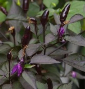 Royal Black Pepper Seeds