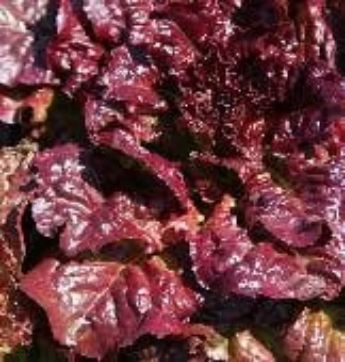 Ruby Lettuce LC33-100