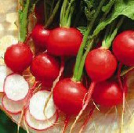 Rudolf Radishes RD47-50