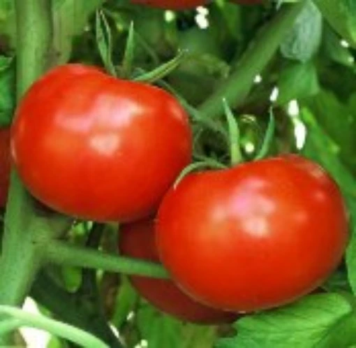 Rutgers Tomato TM118-20