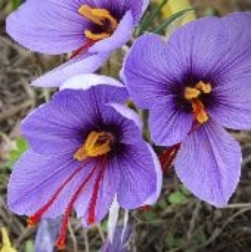 Saffron Bulbs HB165-1