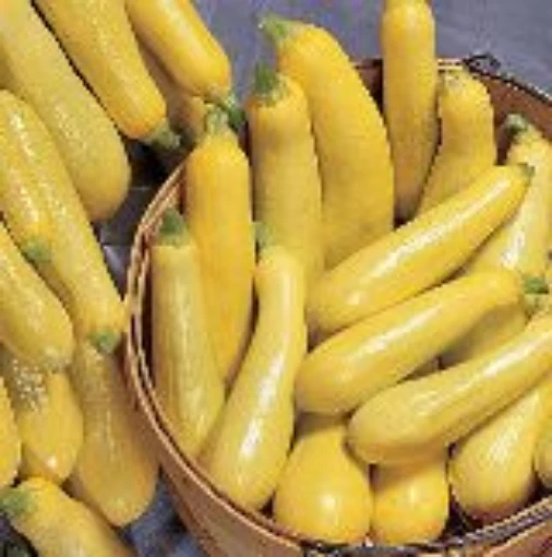 Saffron Prolific Straightneck Squash SQ42-20
