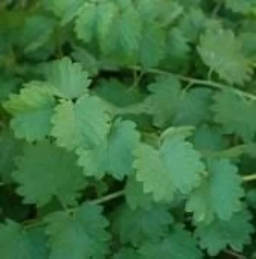 Salad Burnet HB105-100