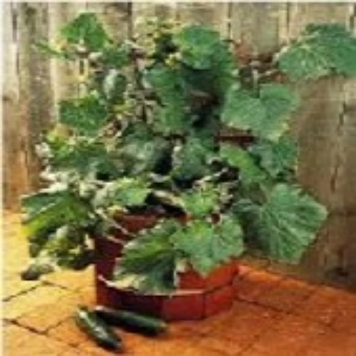 Salad Bush Cucumbers CU98-10
