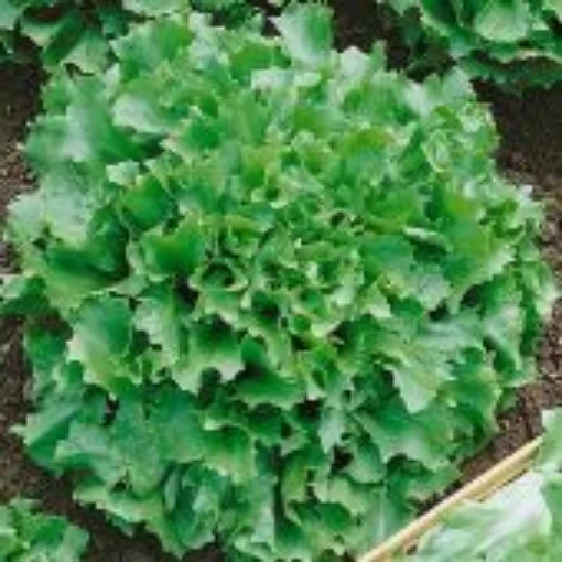 Salad King Endive ED4-100