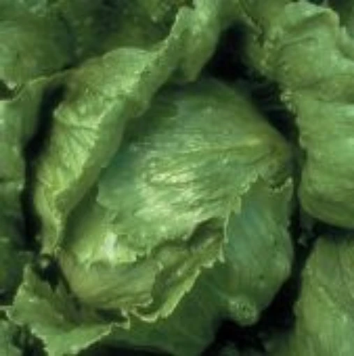 Salinas Lettuce LC40-100