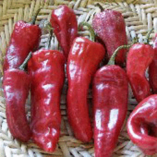 San Juan Tsile Hot Peppers HP248-10