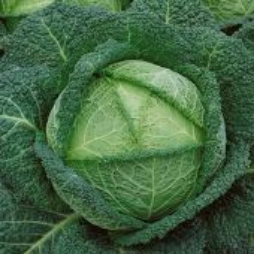 Savoy Perfection Cabbage CB45-50