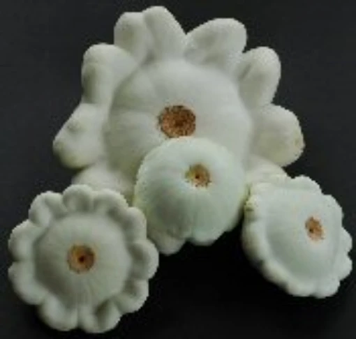 Scallop White Squash SQ83-20