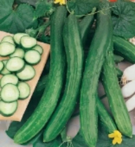 Cetriolo Chinese Slangen Cucumbers CU66-20