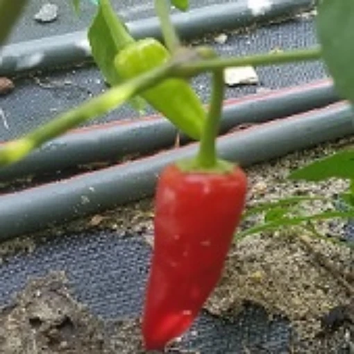 Sha Ema Hot Peppers HP1269-10