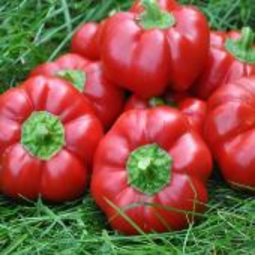 Sheepnose Pimento Pepper Seeds