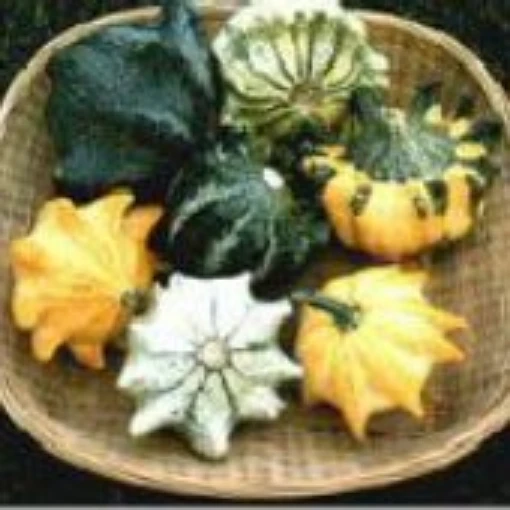 Shenot Crown of Thorns Gourds GD20-10