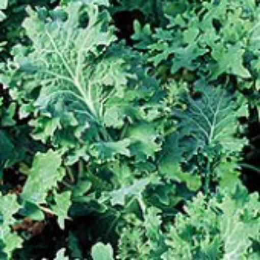 Siberian Kale KL7-100_Base