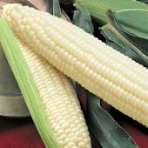 Silver Queen Corn CN2-50