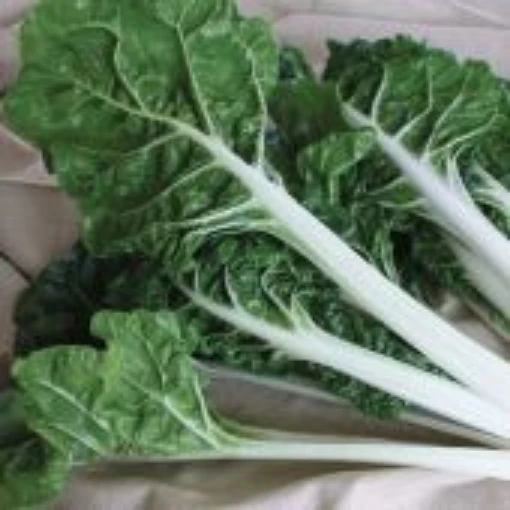 Silverado Swiss Chard SW12-50