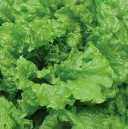 Simpson Elite Lettuce LC19-100 