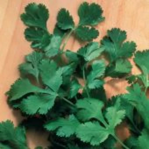 Slow Bolt Coriander HB128-50