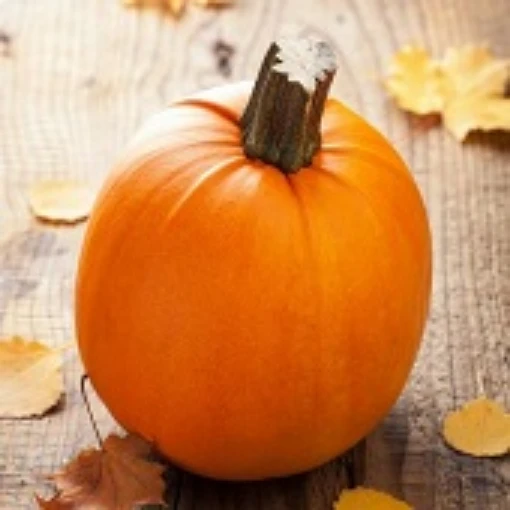 Small Sugar Pumpkins PM11-10