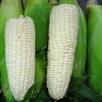 Snow Puff Corn Seeds