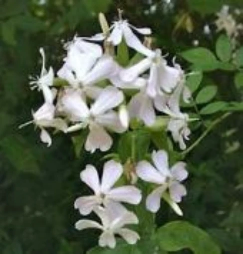 Soapwort HB106-100