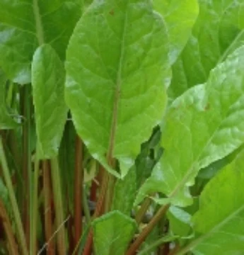 Sorrel Seeds