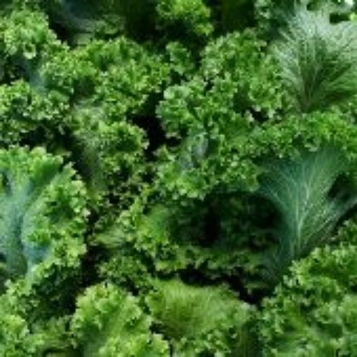Southern Giant Curled Mustard MU1-100