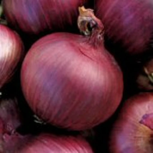 Southport Red Globe Onions ON46-100