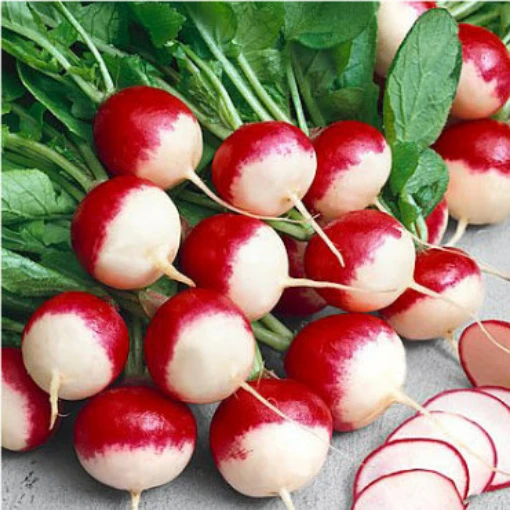 Sparkler Radishes RD20-50