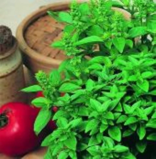 Spicy Globe Bush Basil HB15-100