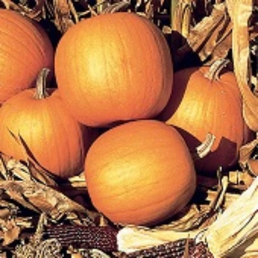 Spirit Pumpkins PM17-10