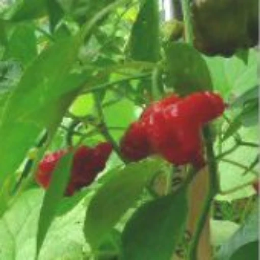 Squash Hot Peppers (Red) HP398-10
