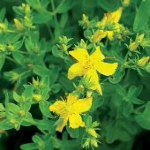 St John's Wort HB69-100